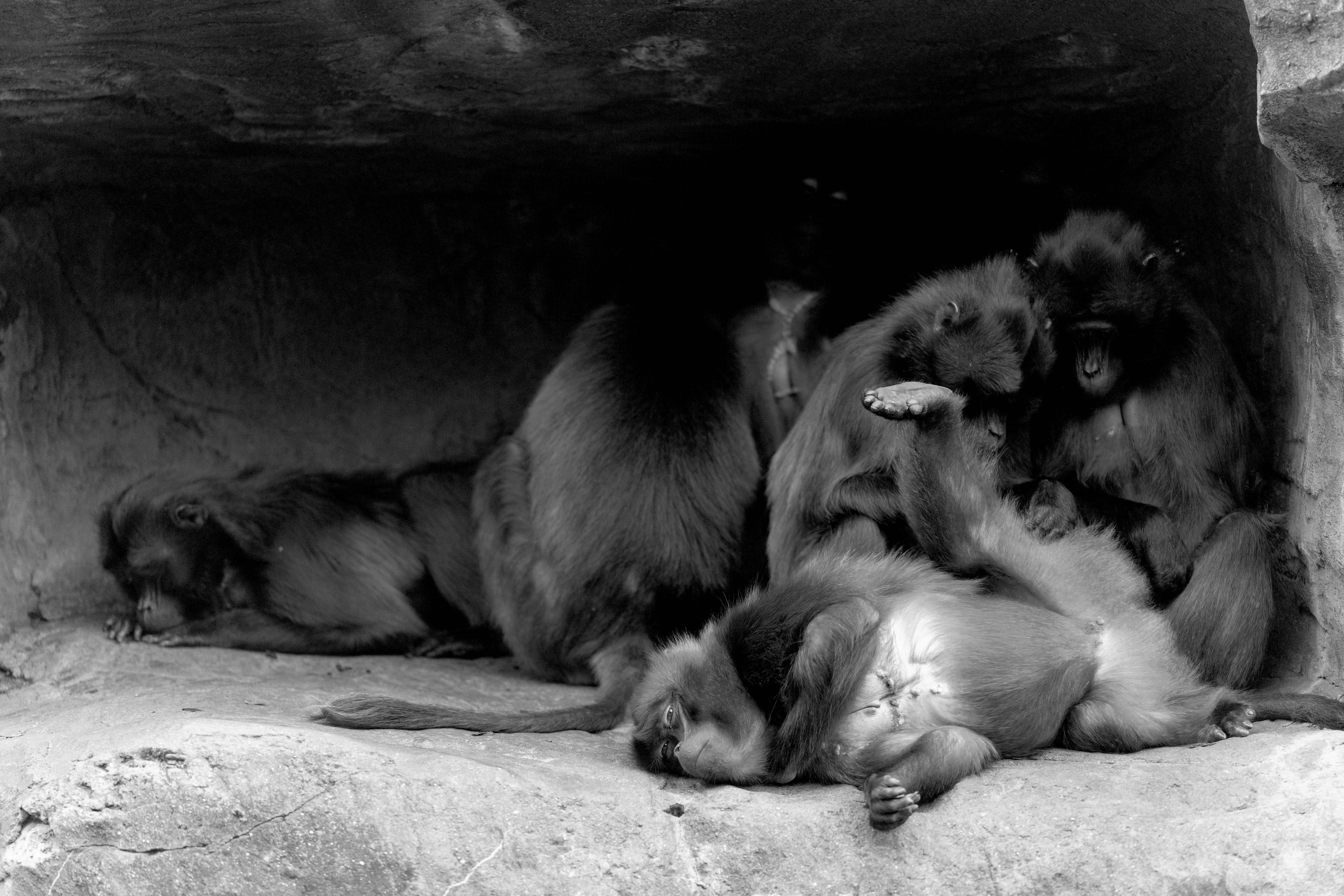 Imtiaz bronx zoo 9957161